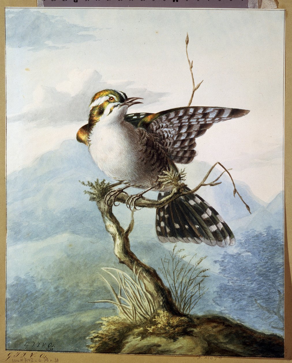 ""Küçük bir kuş"" (Küçük kuş) Suluboya, Georgius Jacobus Johannes van Os (1782-1861) 1798 Puşkin Müzesi, Moskova by Georgius Jacobus Johannes van Os