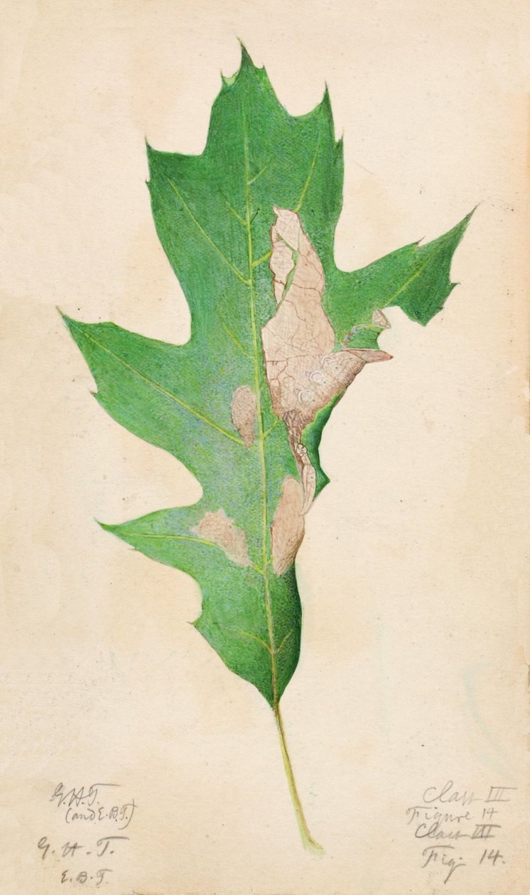 Oak Leaf Edge Caterpillar..., 20. yüzyılın başlarında. by Gerald H. Thayer