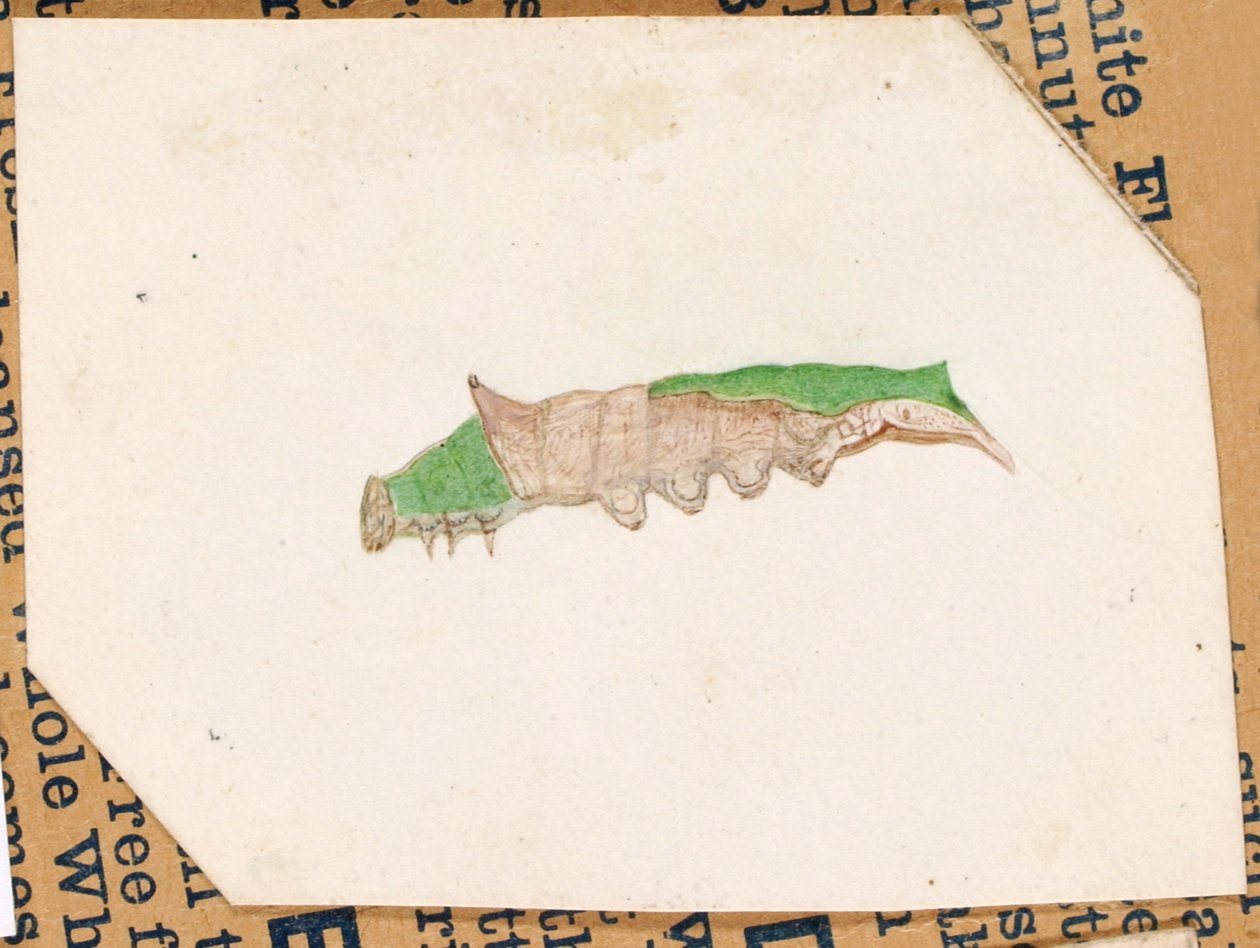 Oak Leaf Edge Caterpillar..., 20. yüzyılın başlarında. by Gerald H. Thayer