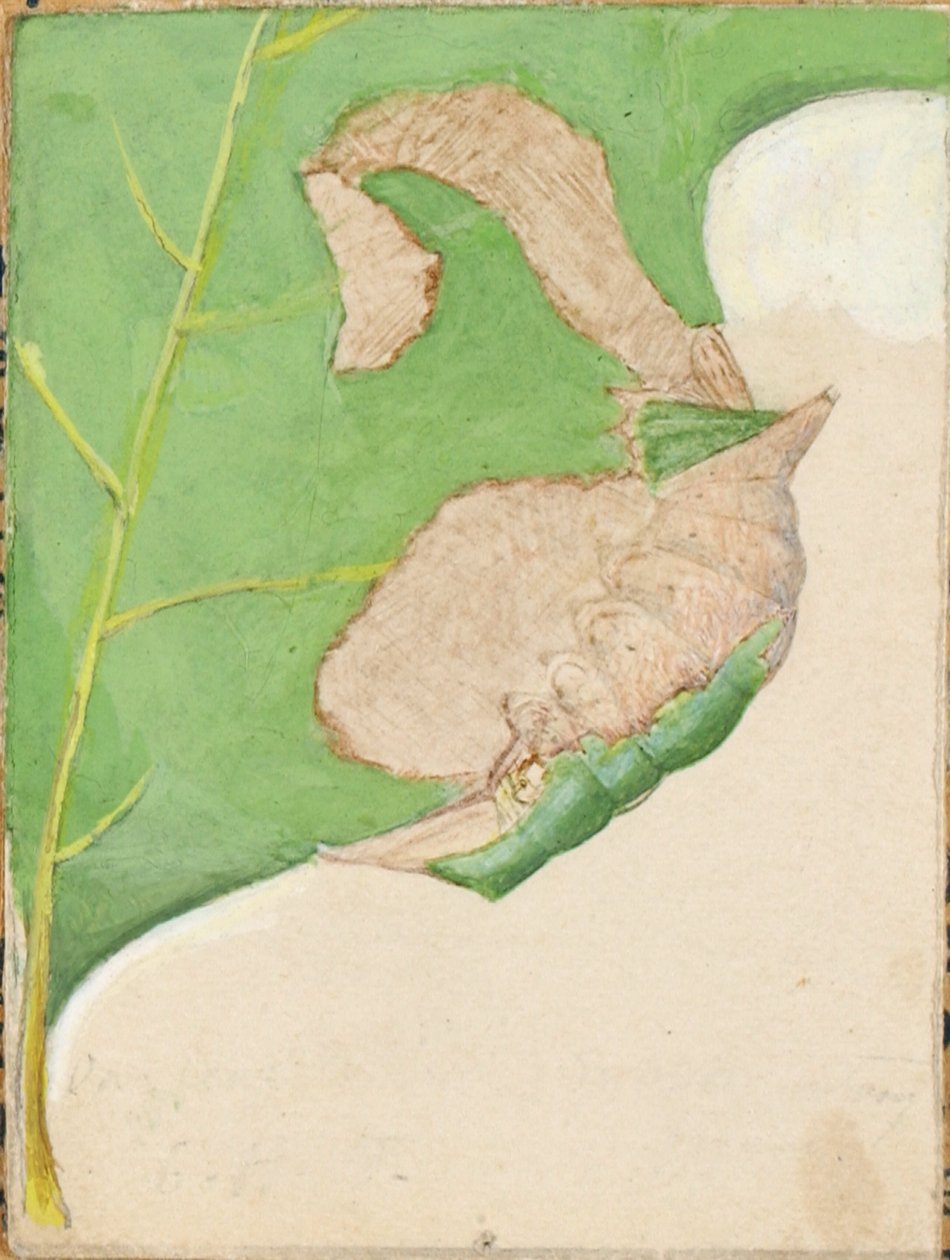 Oak Leaf Edge Caterpillar..., 20. yüzyılın başlarında. by Gerald H. Thayer
