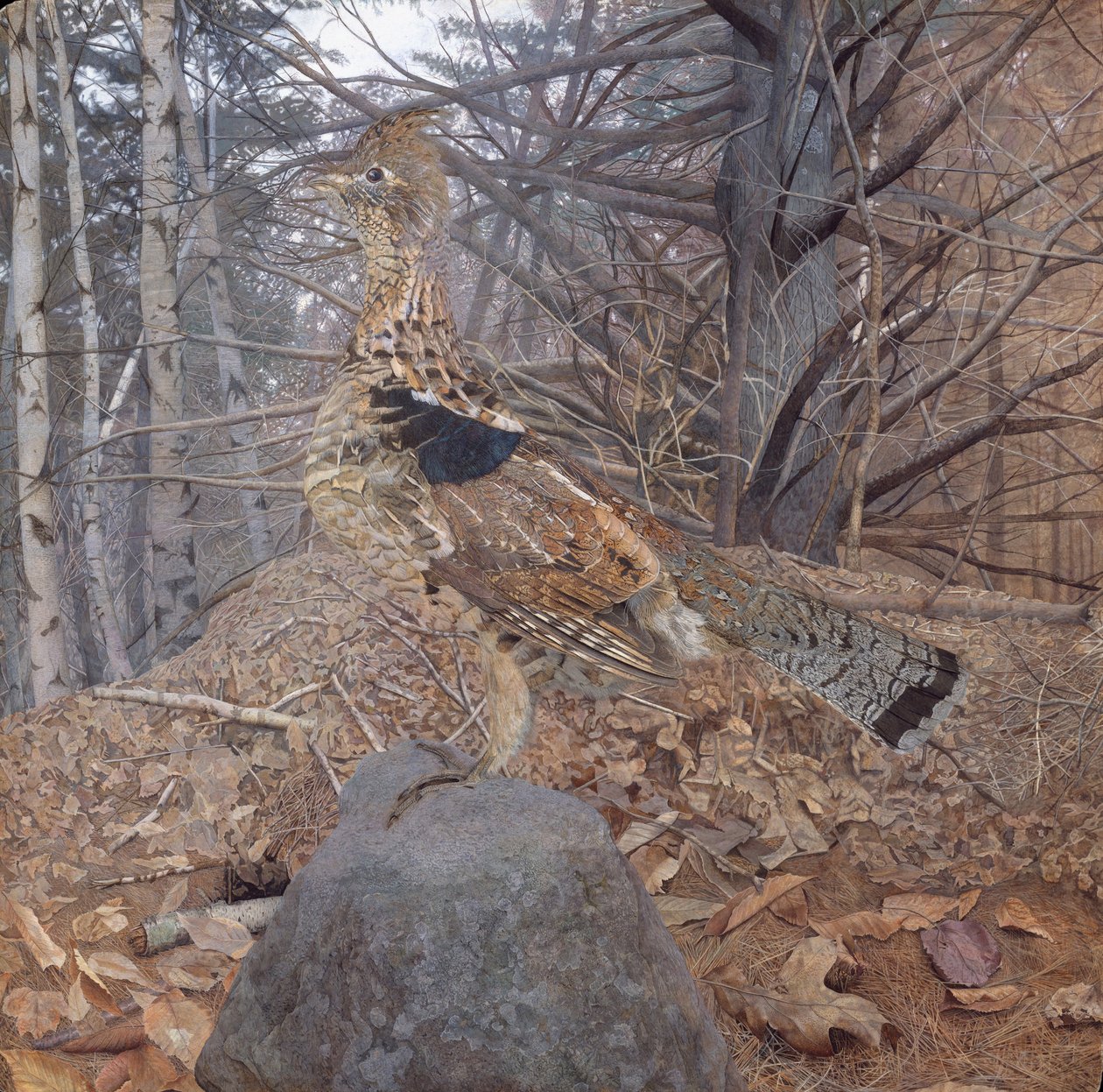 Ormandaki Erkek Ruffed Orman Tavuğu, 1907-08 by Gerald Thayer