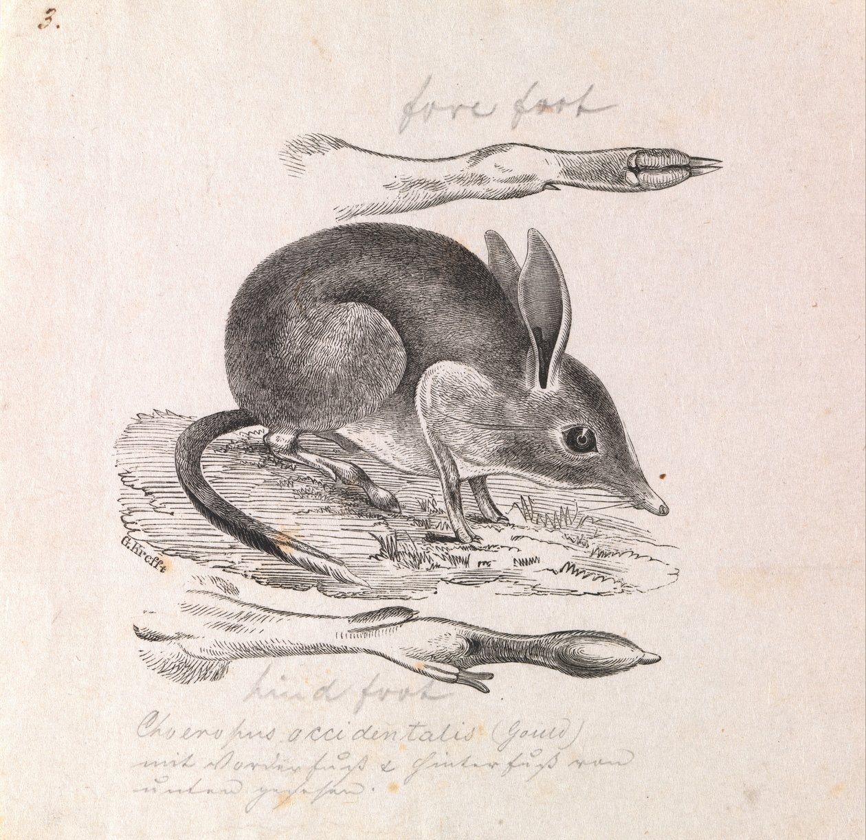 Domuz ayaklı Bandicoot, Chaeropus ecaudatus by Gerard Krefft