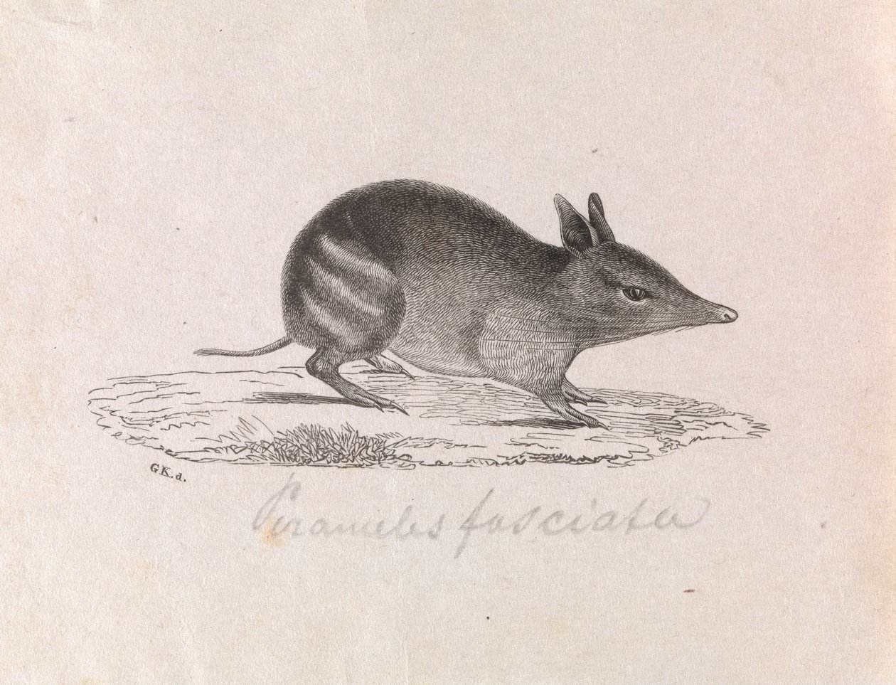 Batı çubuklu Bandicoot, Perameles begonvil by Gerard Krefft