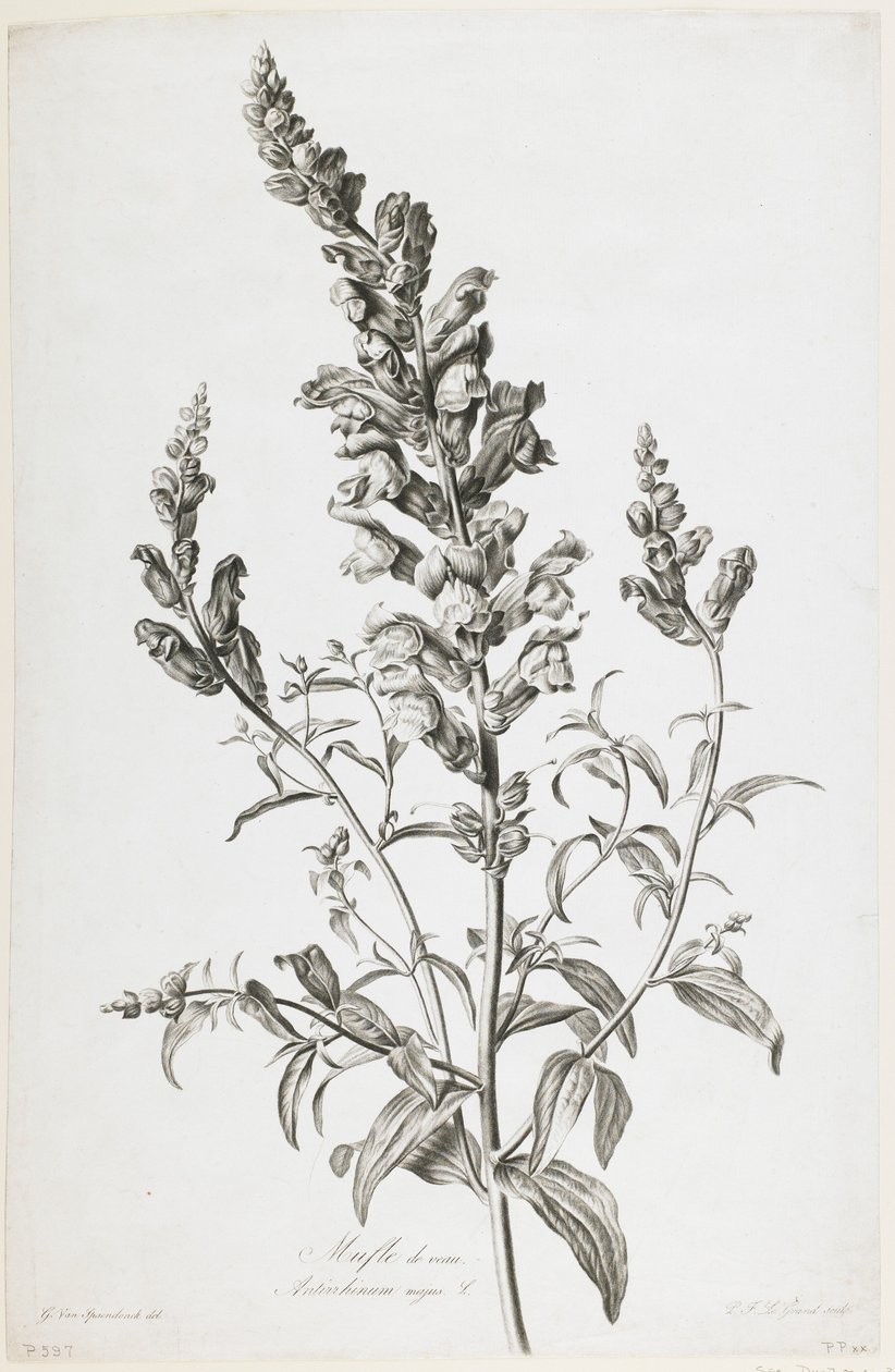 Fleurs Dessinees d
