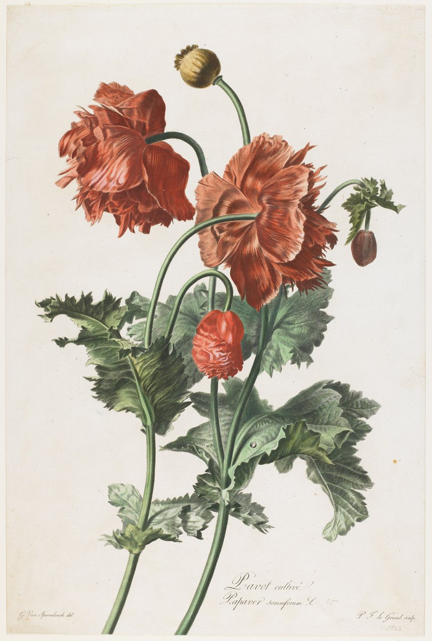Fleurs Dessinees d