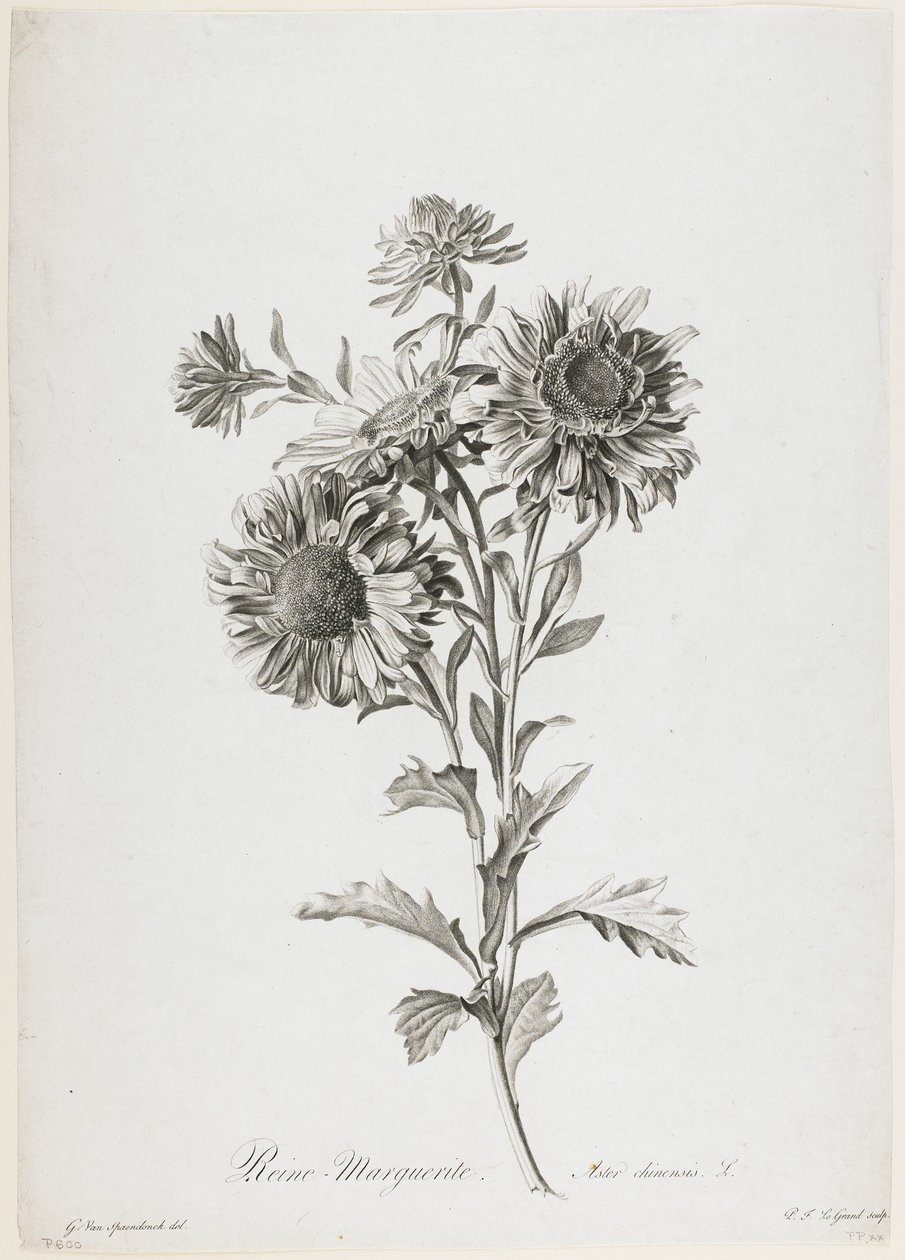 Reine-Marguerite, Fleurs Dessinees d'apres Nature'dan, c.1800 (nokta gravürü) by Gerard van Spaendonck