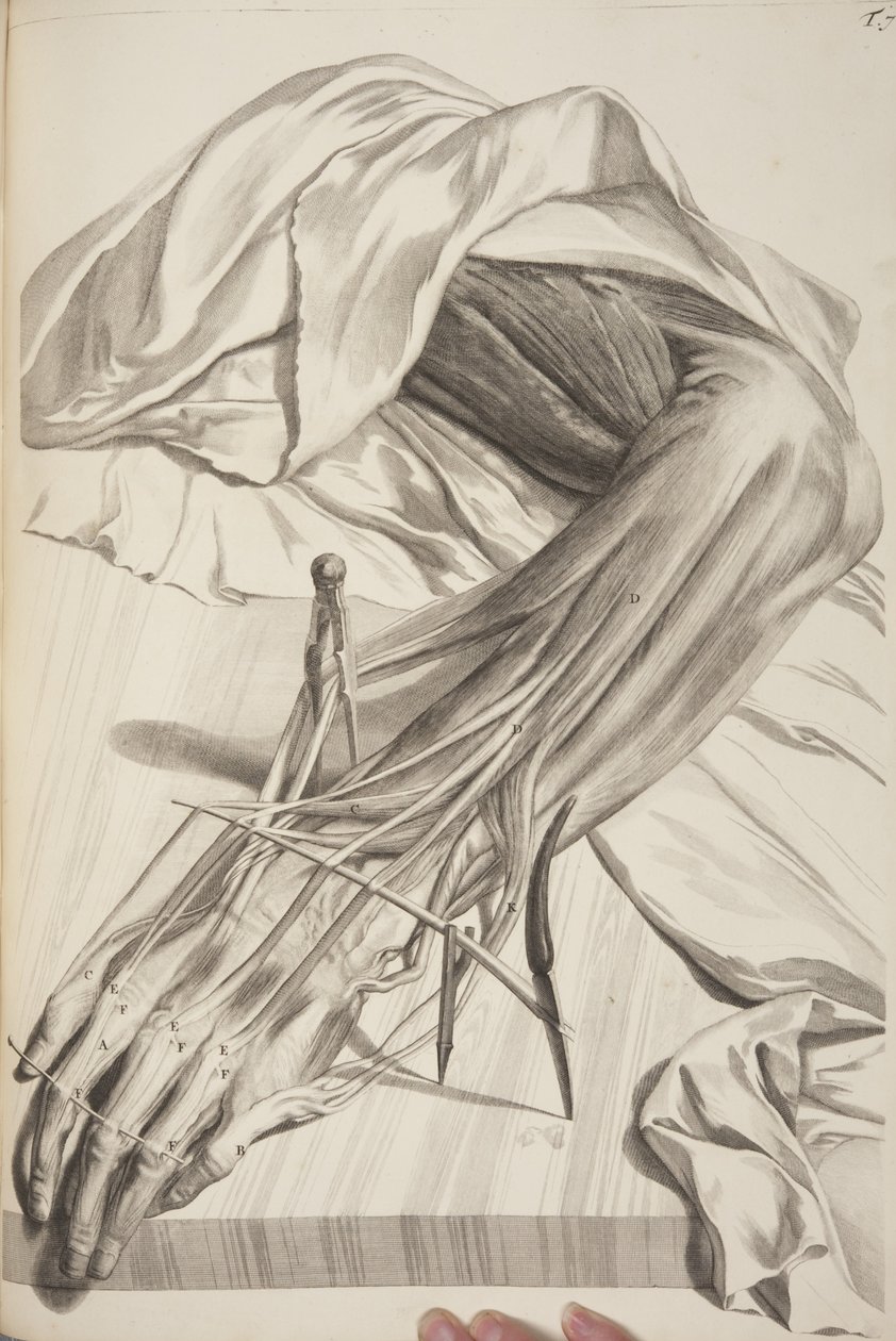 İnsan Vücudunun Anatomisi, Govard Bidloo, 1685 by Gerard de Lairesse