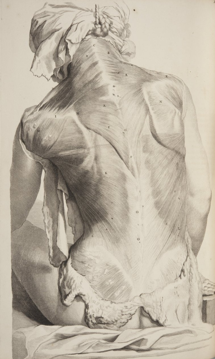 İnsan Vücudunun Anatomisi, Govard Bidloo, 1685 by Gerard de Lairesse