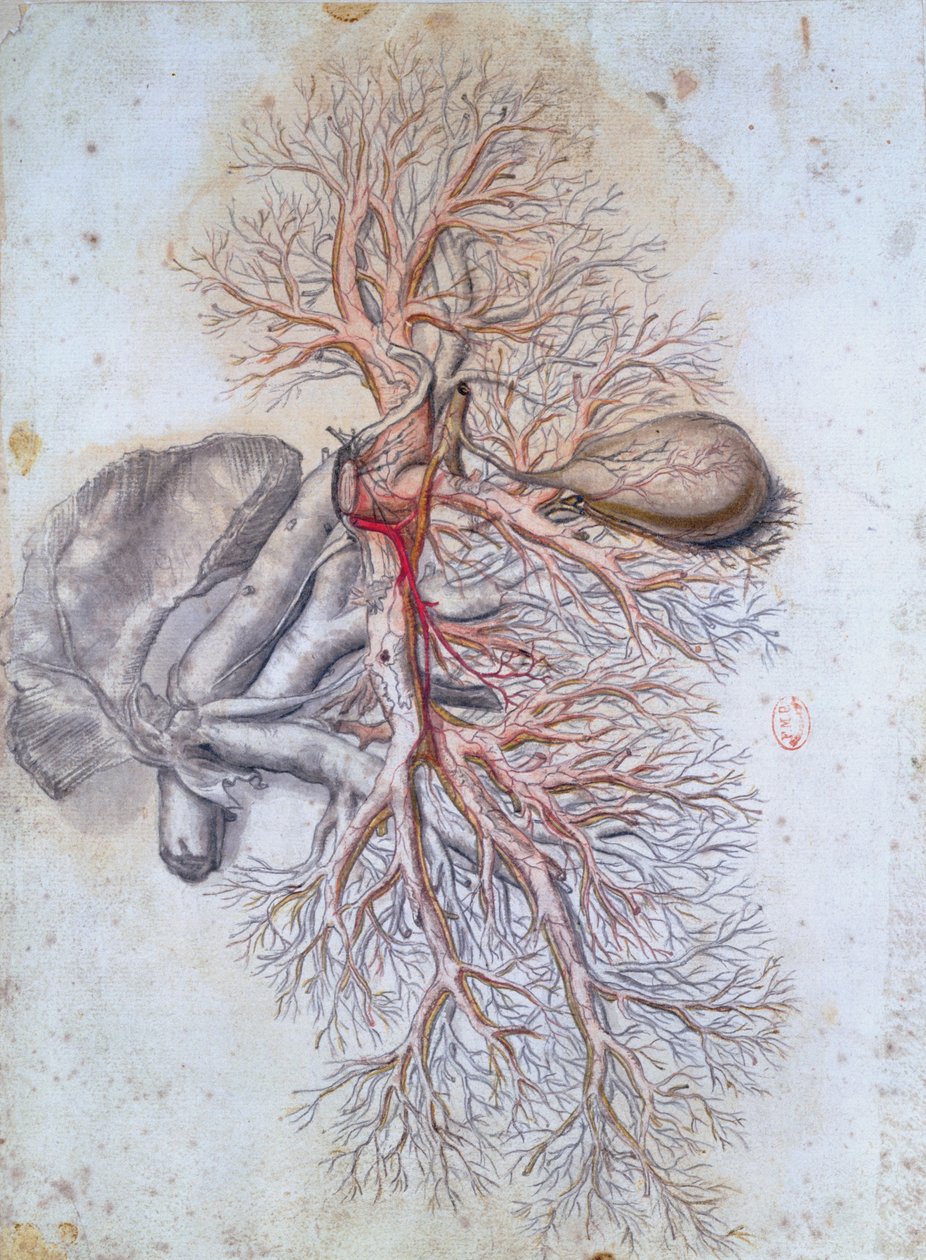 Karaciğer ve safra kesesinin kan damarları, Anatomia Humani Corporis