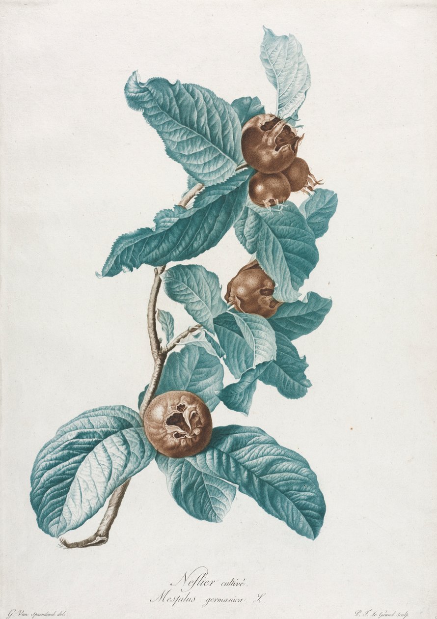 Ekili Muşmula Mespilus germanica, c. 1800. by Gerard van Spaendonck