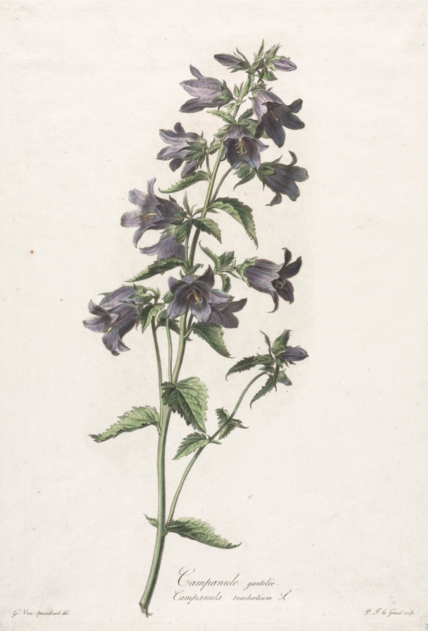 Doğadan alınan çiçekler: Çan çiçeği, c. 1800. by Gerard van Spaendonck