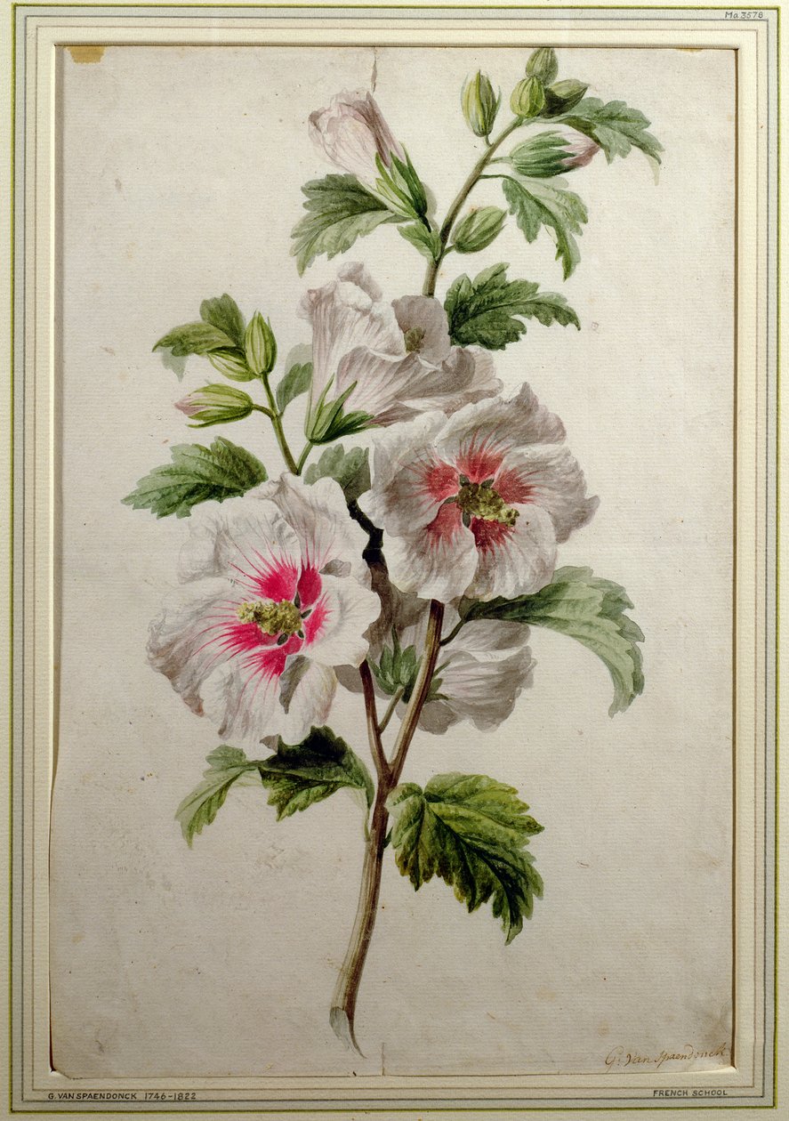 Gülhatmi (kağıt üzerine sulu boya) by Gerard van Spaendonck