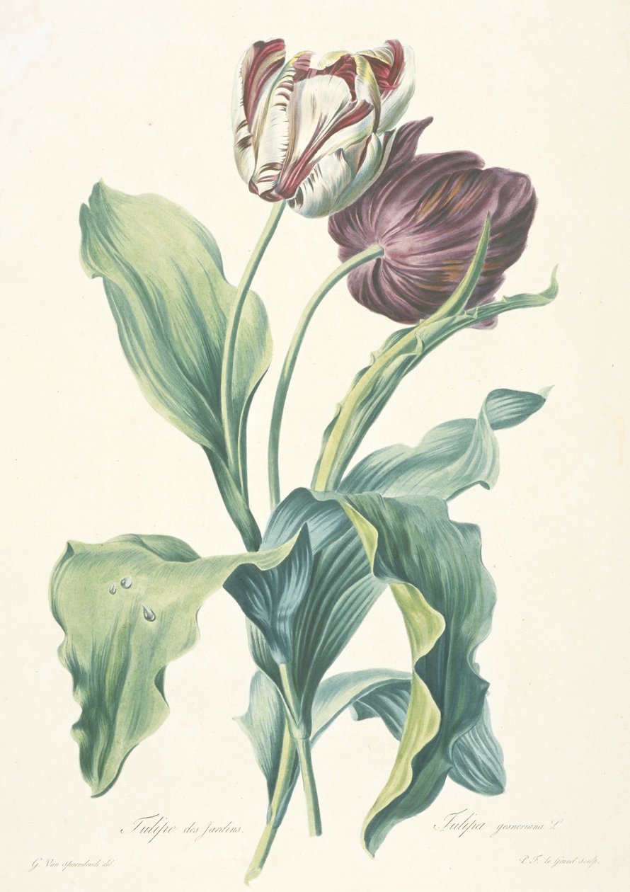 Doğadan Çizilmiş Çiçeklerden Bahçe Lalesi, c. 1800 by Gerard van Spaendonck