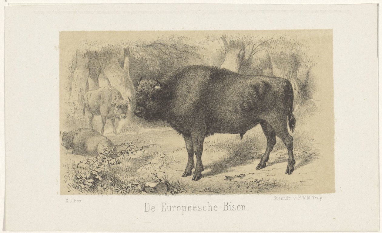 Avrupa bizonu Avrupa Bizonu (nesne üzerindeki başlık) by Gerardus Johannes Bos