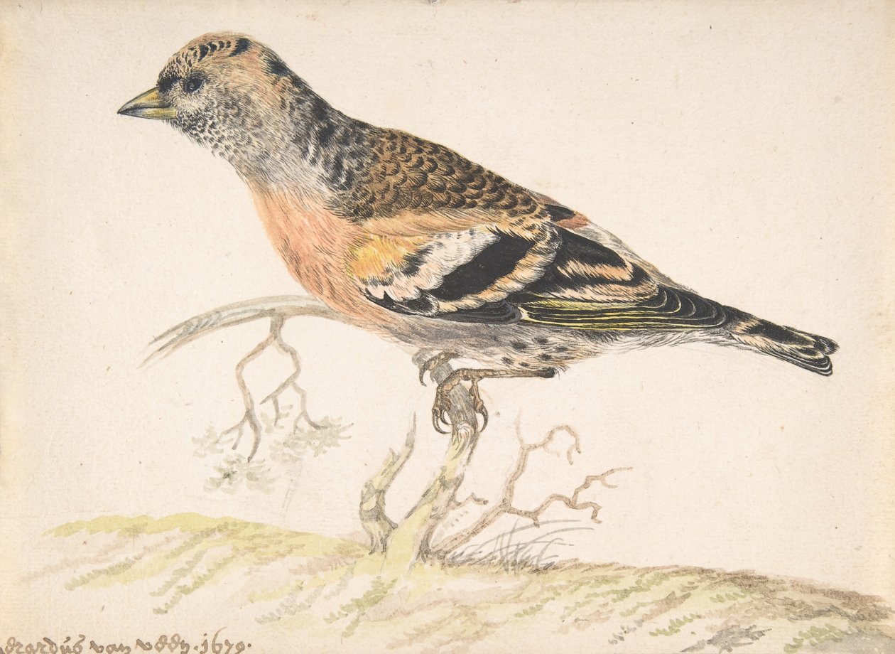 Bramling Fringilla Montifringilla, 1679 by Gerardus van Veen