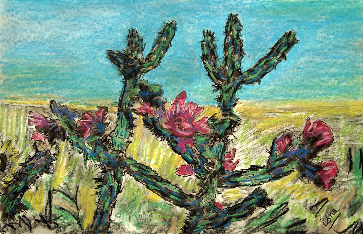 Cholla Çiçek Açıyor, 2017 (kağıt üzerine çizim) by Gerhardt Isringhaus