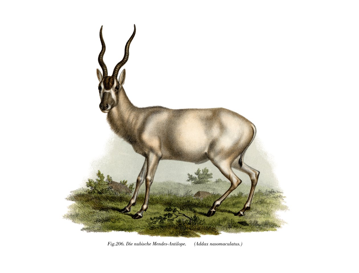 Adadax, 1860 by German School