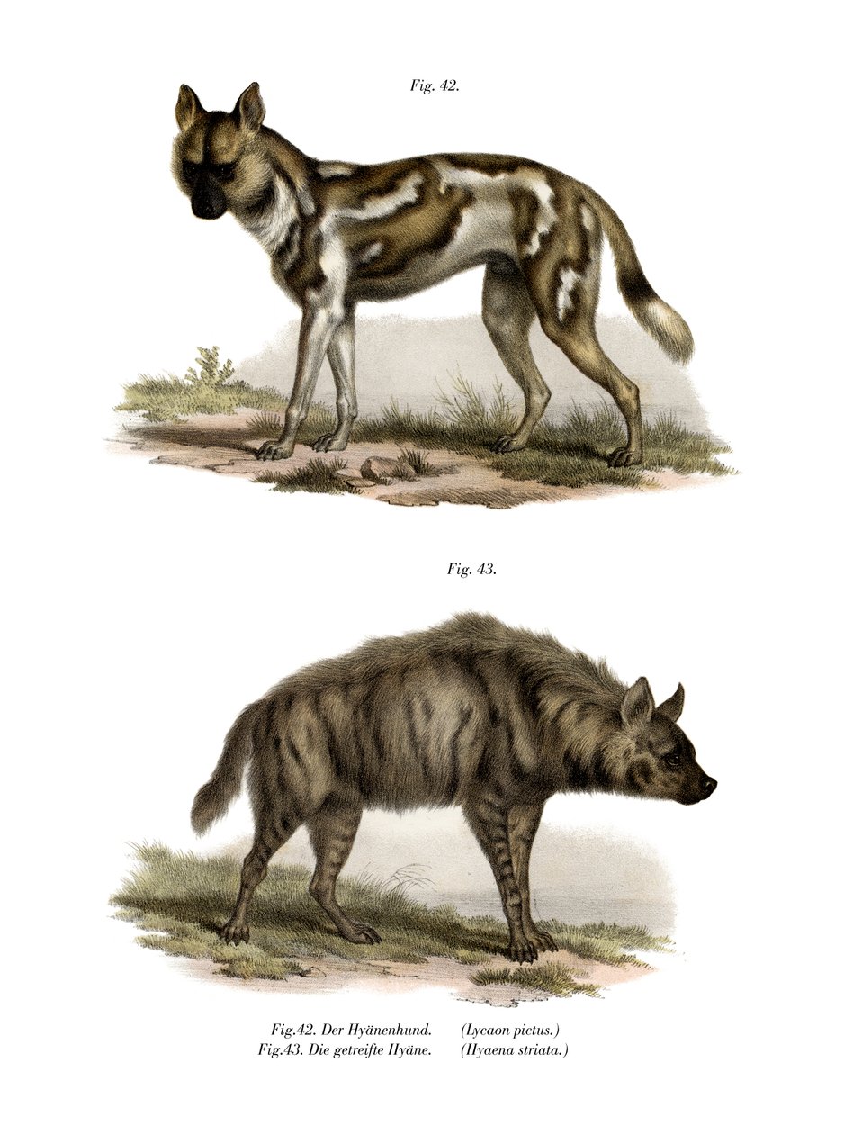Afrika Yaban Köpeği, 1860 by German School