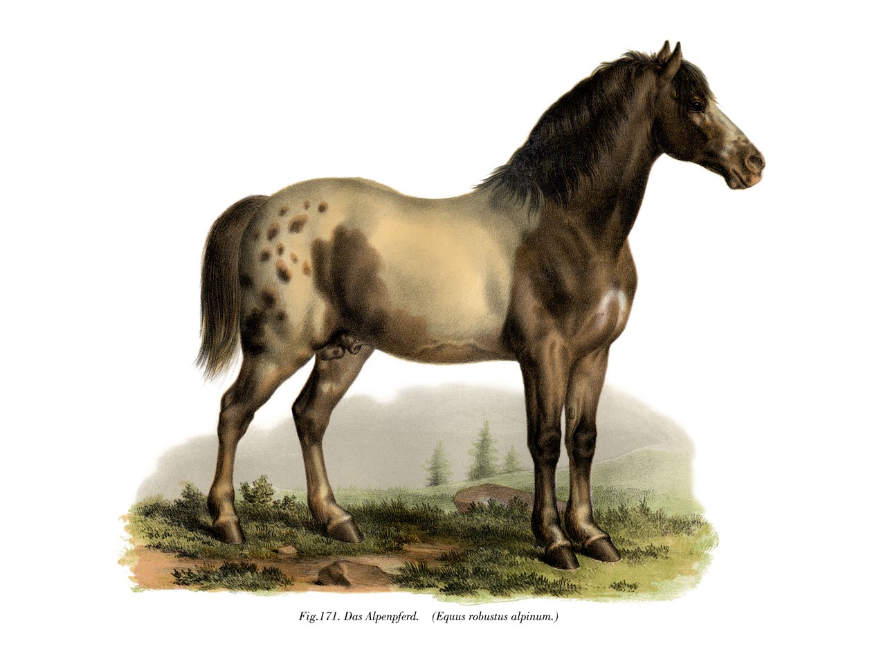 Alp Atı, 1860 by German School