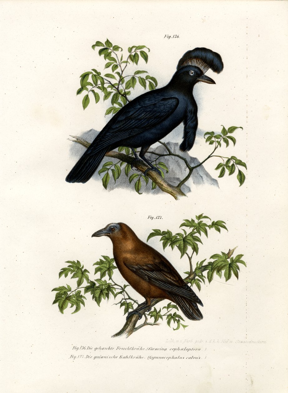 Amazon Şemsiye Kuşu, 1864 by German School