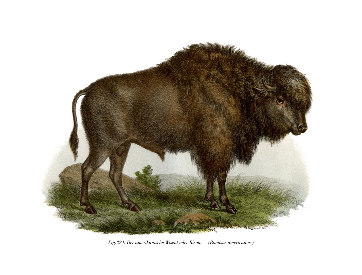 Amerikan Bizonu, 1860 by German School
