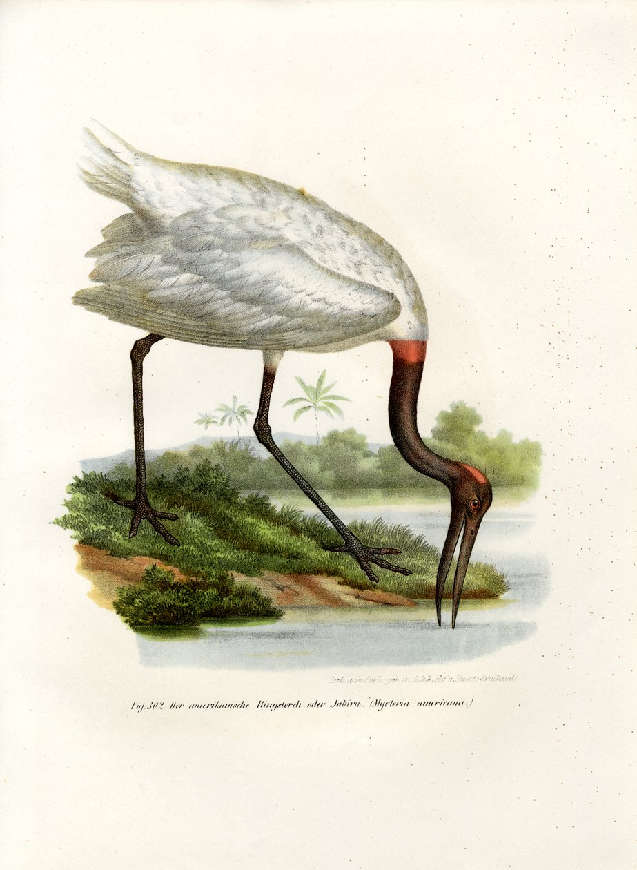 Amerikan Ahşap Ibis, 1864 by German School
