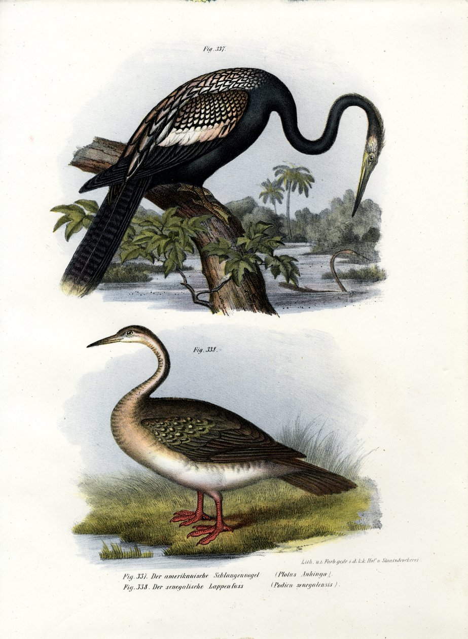 Anhinga, 1864 by German School