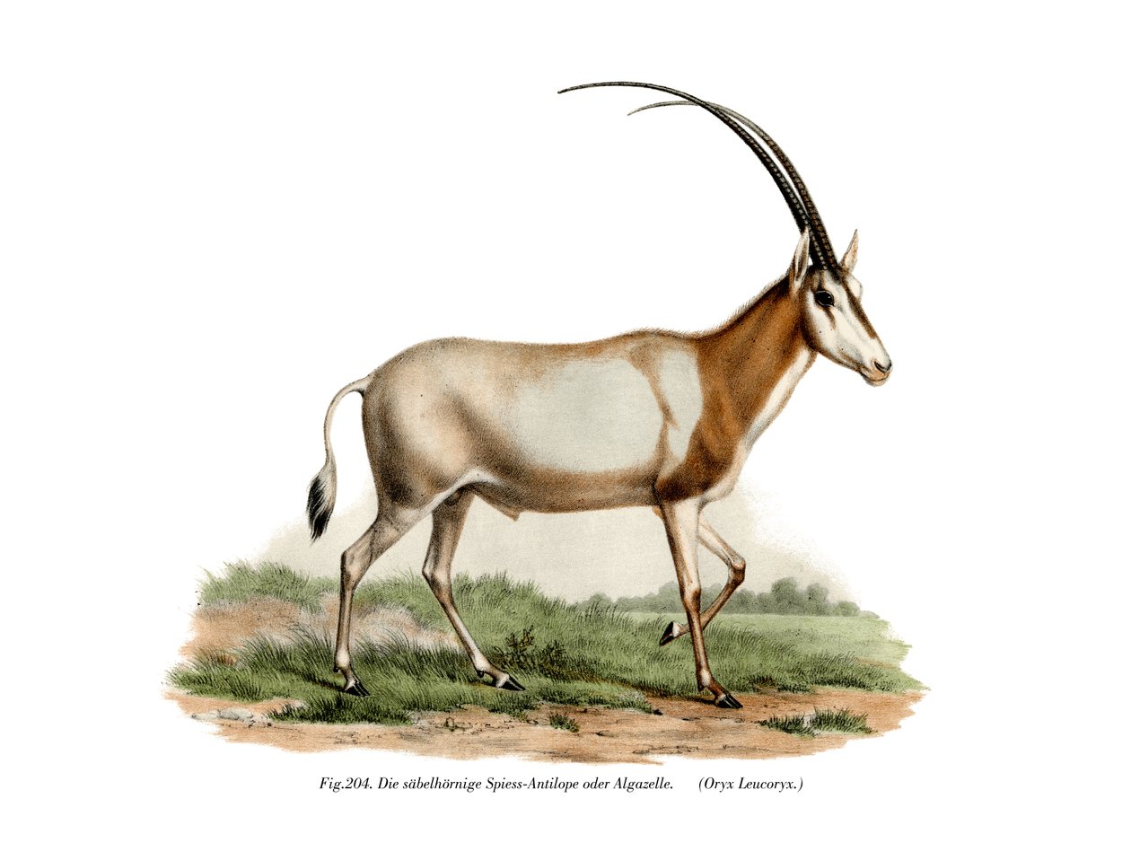 Arap Oryx, 1860 by German School