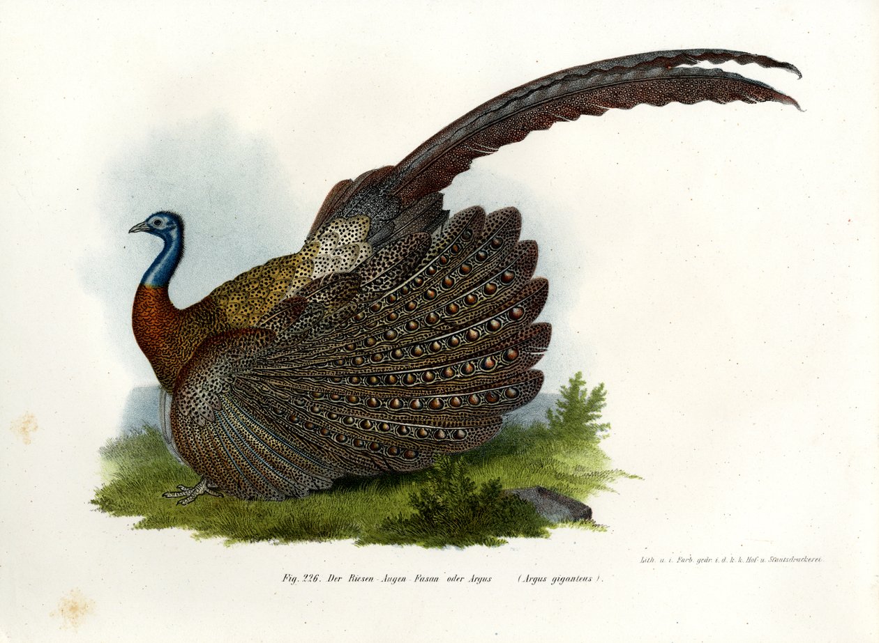 Argus Sülün, 1864 by German School