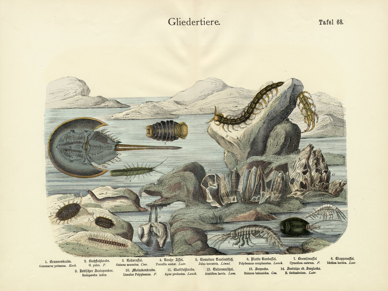 Eklembacaklılar, yaklaşık 1860 by German School