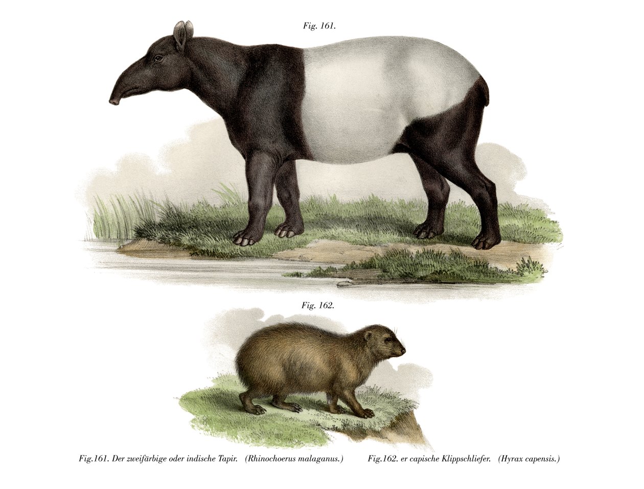 Asya Tapiri, 1860 by German School