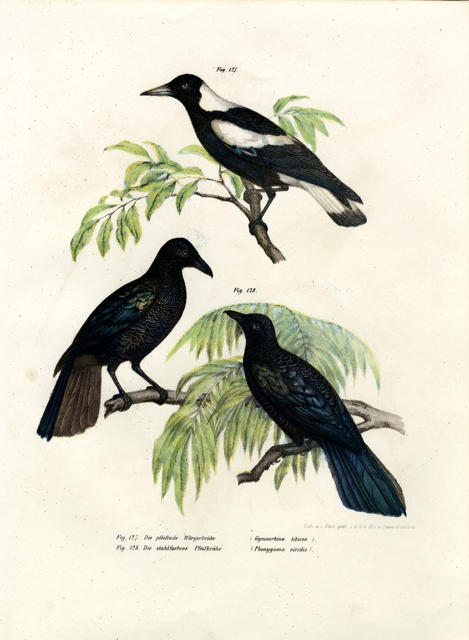 Avustralya Saksağan, 1864 by German School