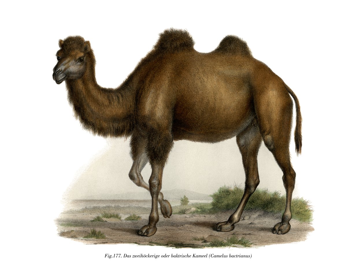 Baktriya Devesi, 1860 by German School