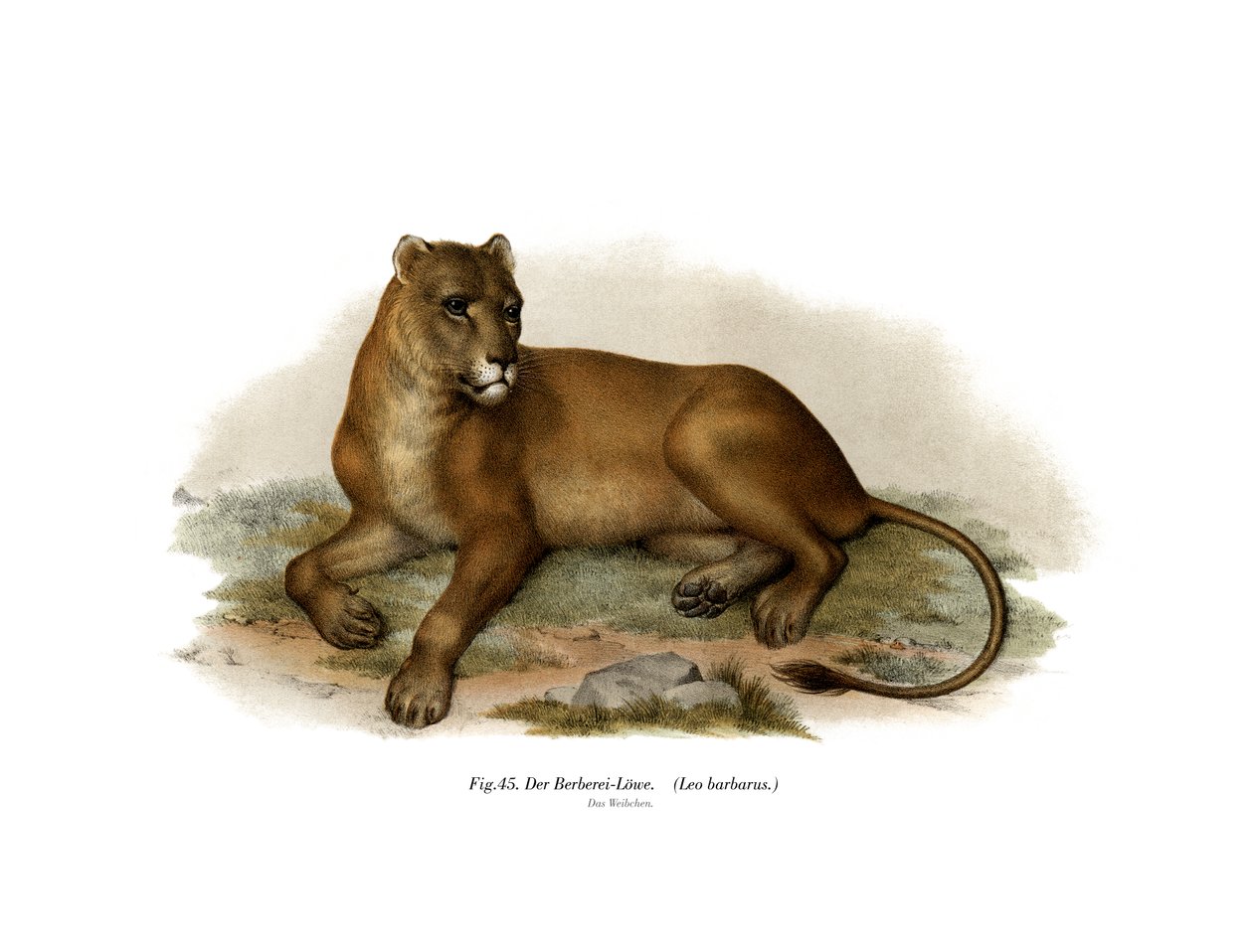 Berberi Aslanı, 1860 by German School