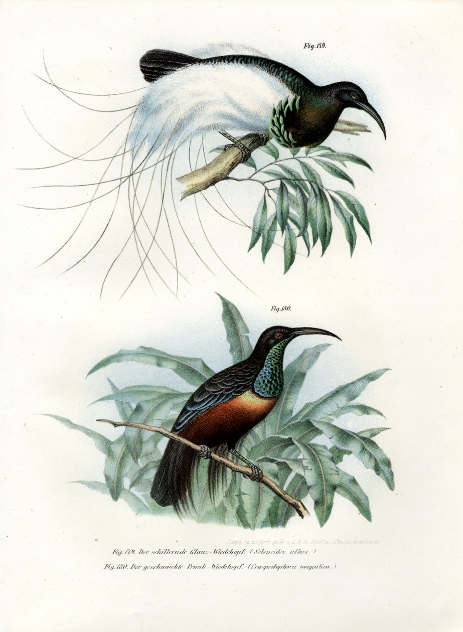 Cennet Kuşu, 1864 by German School