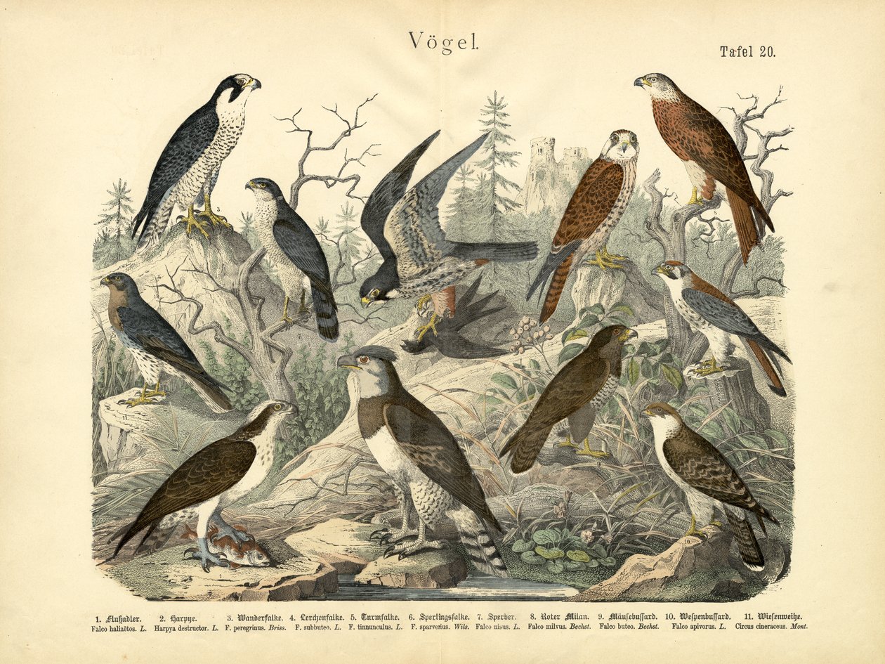 Kuşlar, yaklaşık 1860 by German School