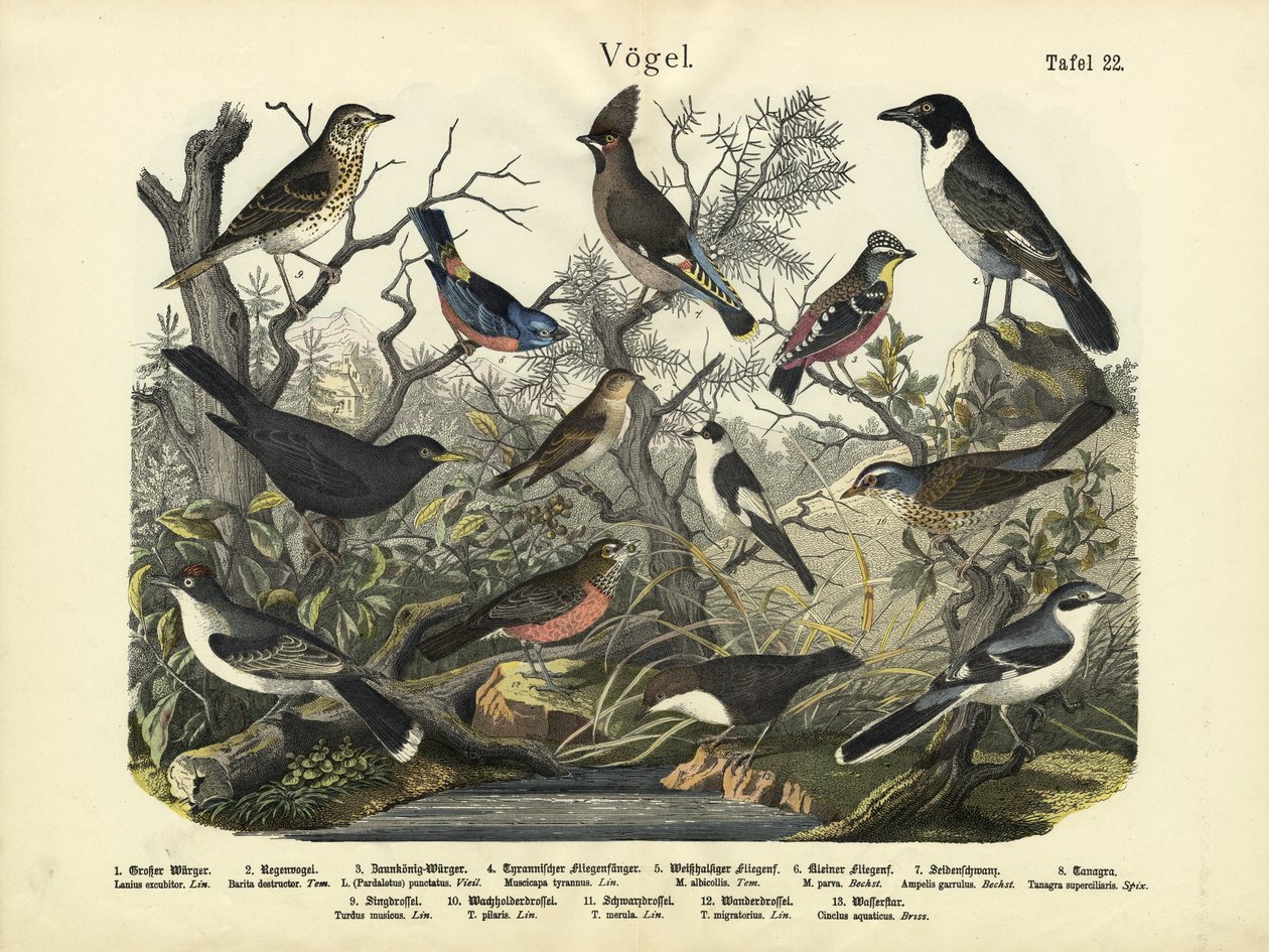 Kuşlar, yaklaşık 1860 by German School