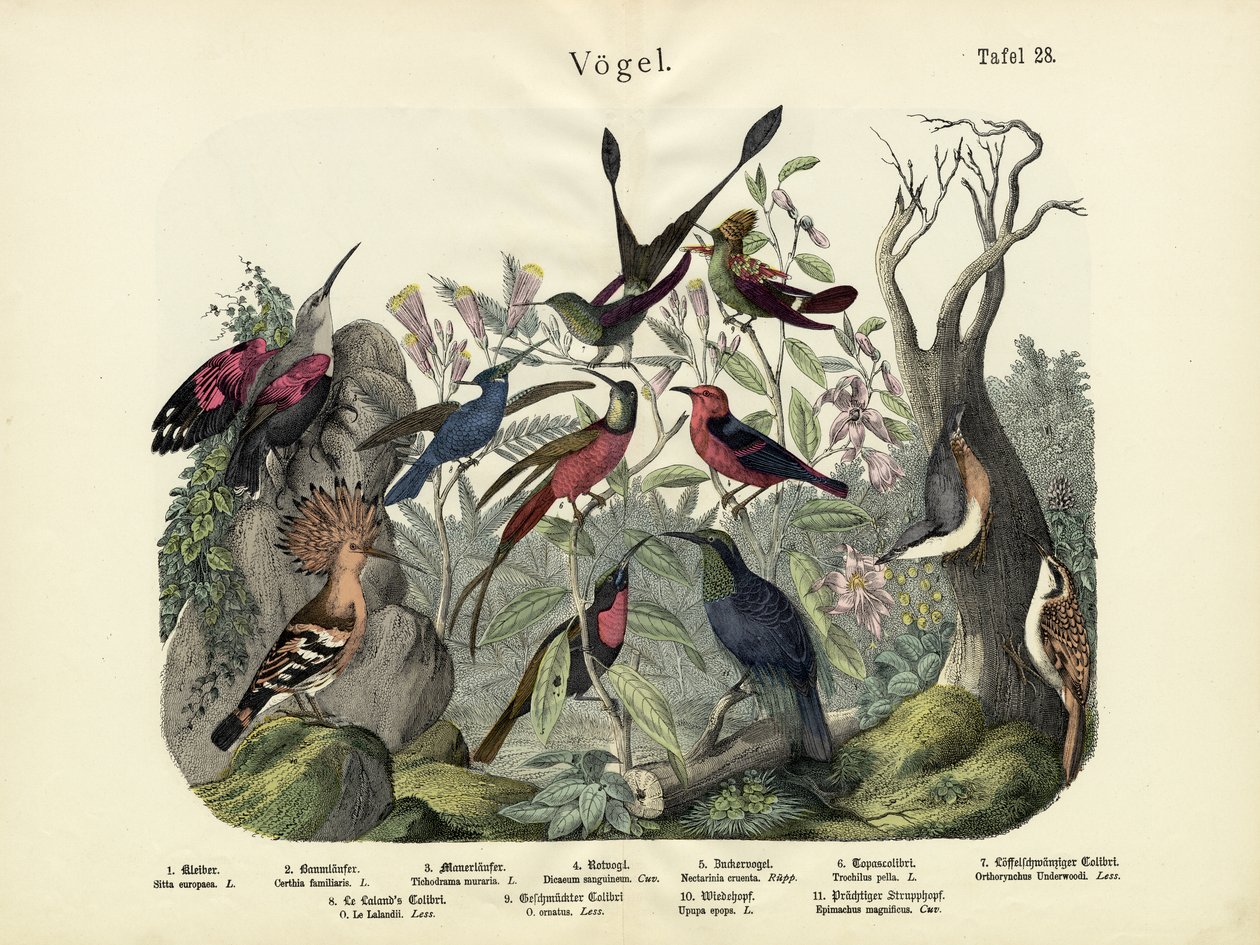 Kuşlar, yaklaşık 1860 by German School
