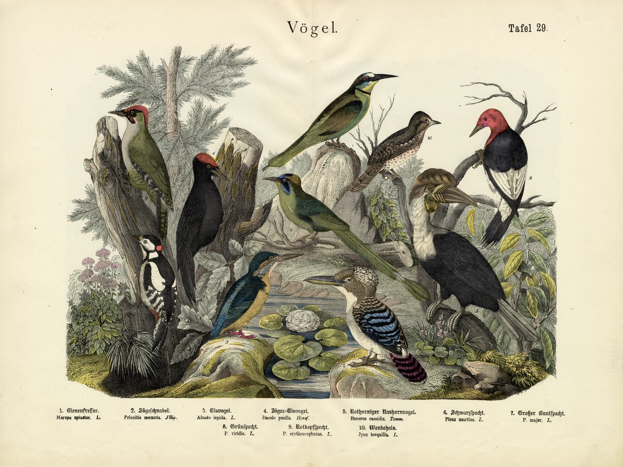 Kuşlar, yaklaşık 1860 by German School