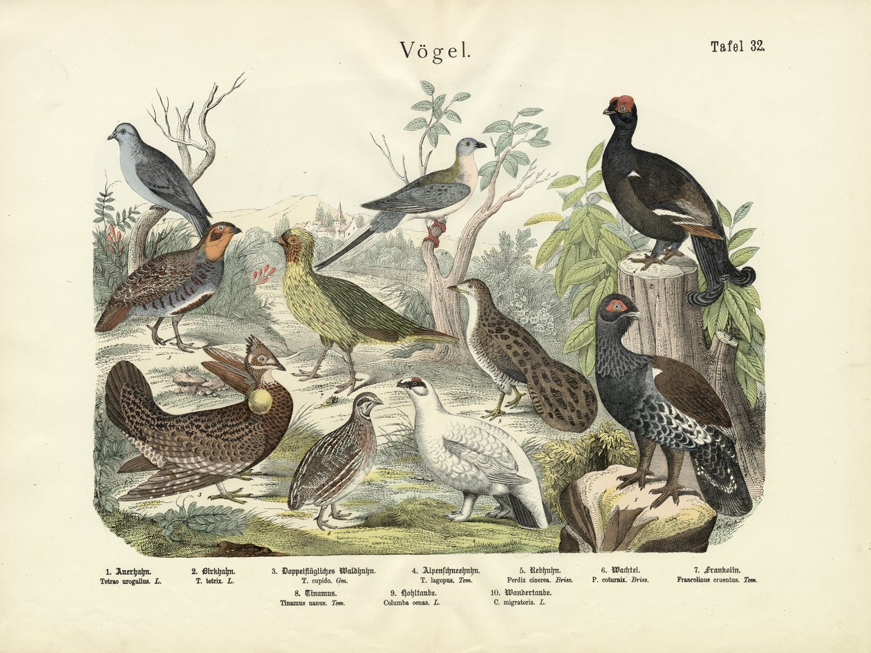 Kuşlar, yaklaşık 1860 by German School