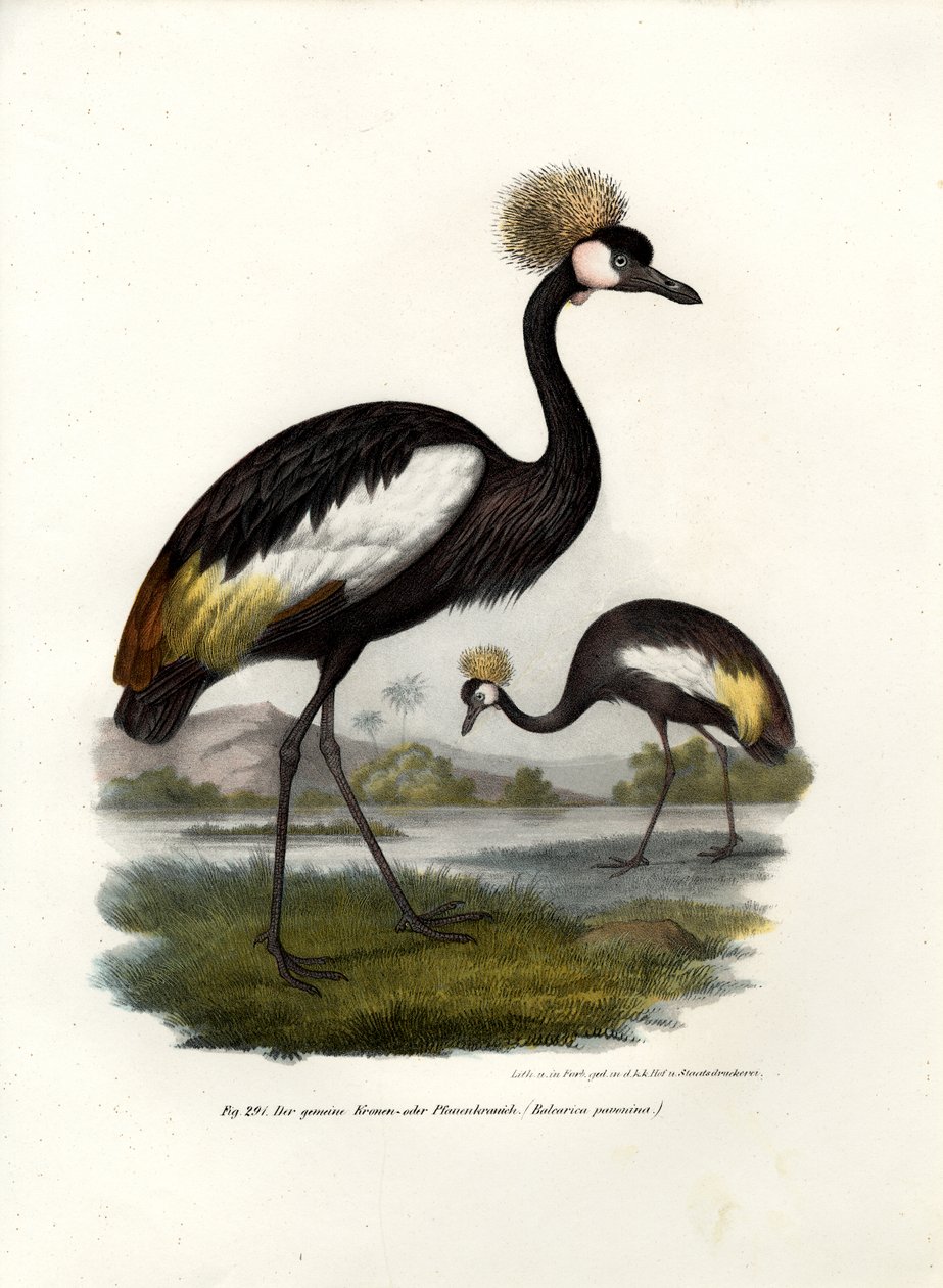 Siyah Taçlı Turna, 1864 by German School