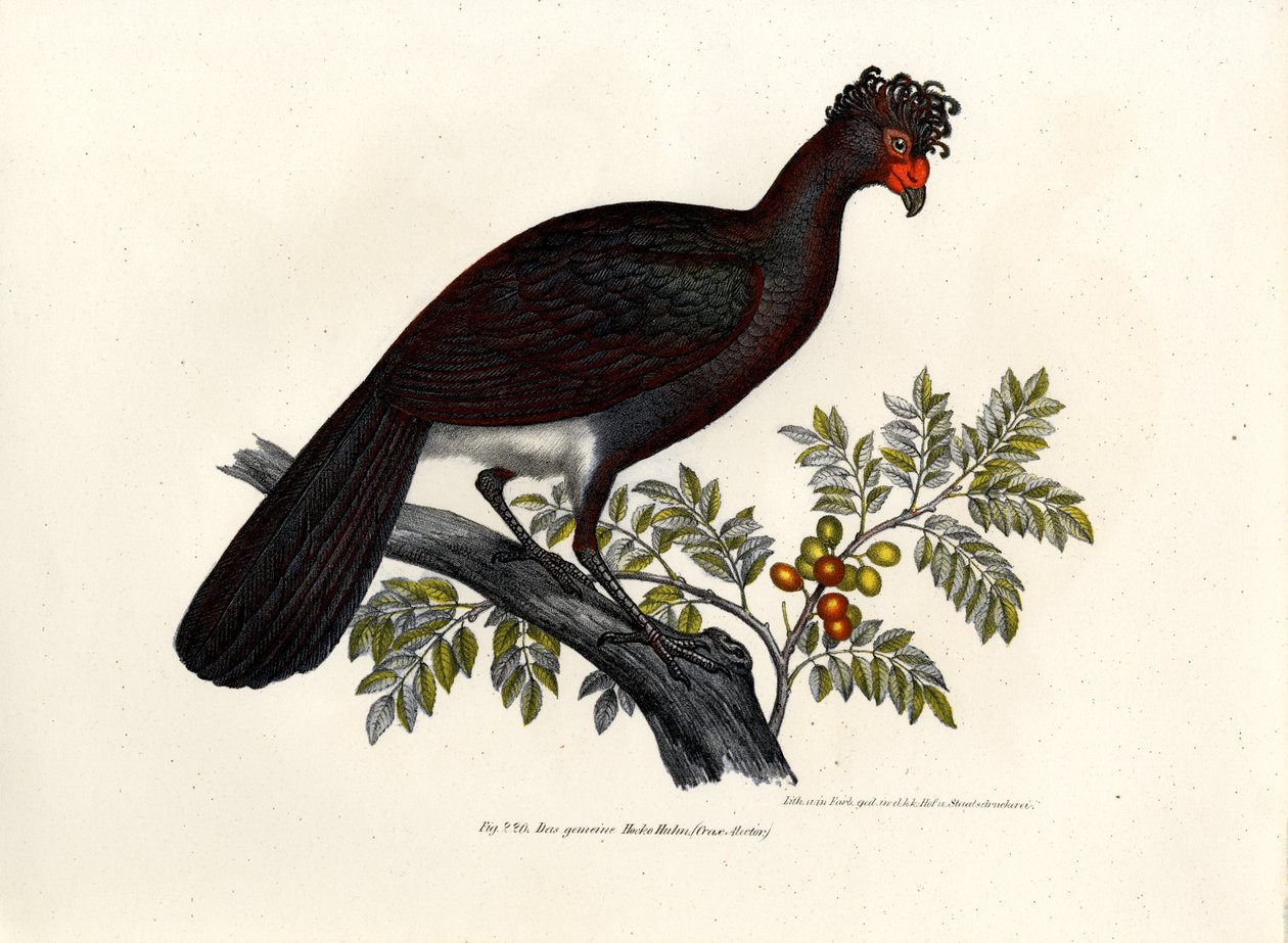 Kara Curassow, 1864 by German School