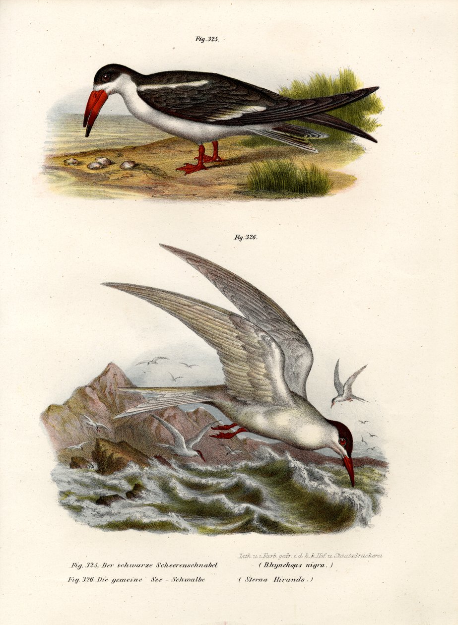 Siyah Skimmer, 1864 by German School