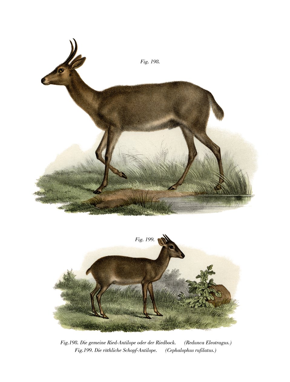 Bohor Reedbuck, 1860 by German School