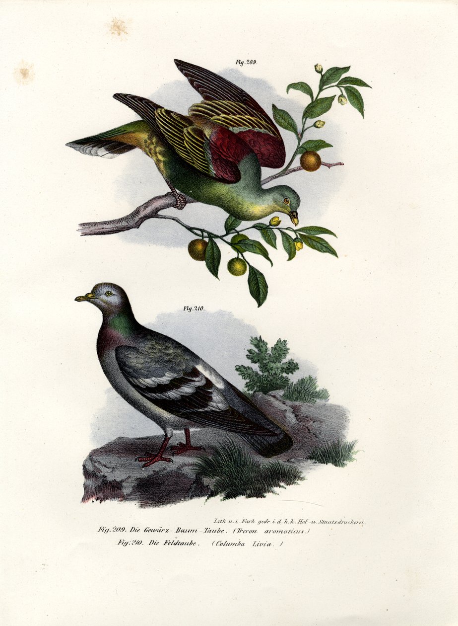 Buru Yeşil Güvercin, 1864 by German School