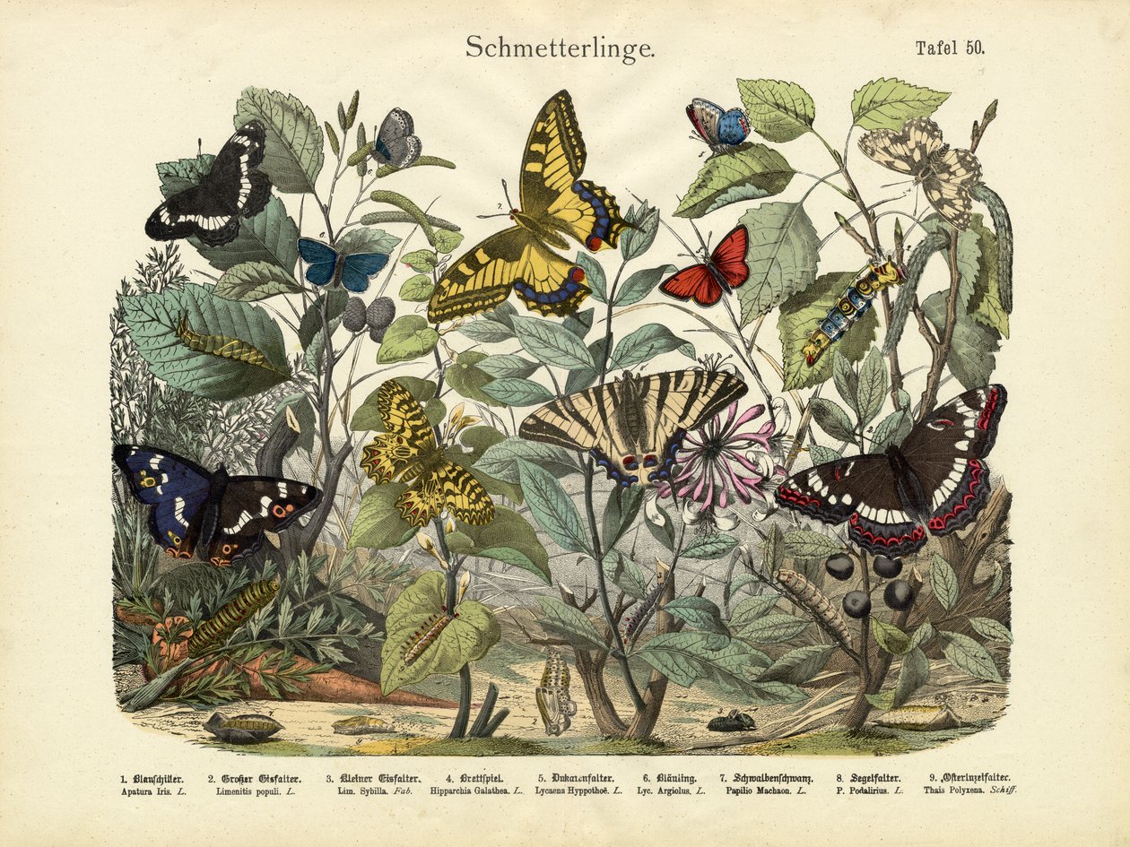 Kelebekler, c.1860 by German School