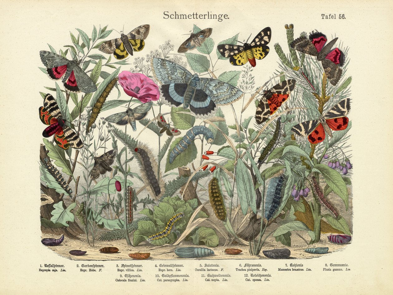 Kelebekler, c.1860 by German School