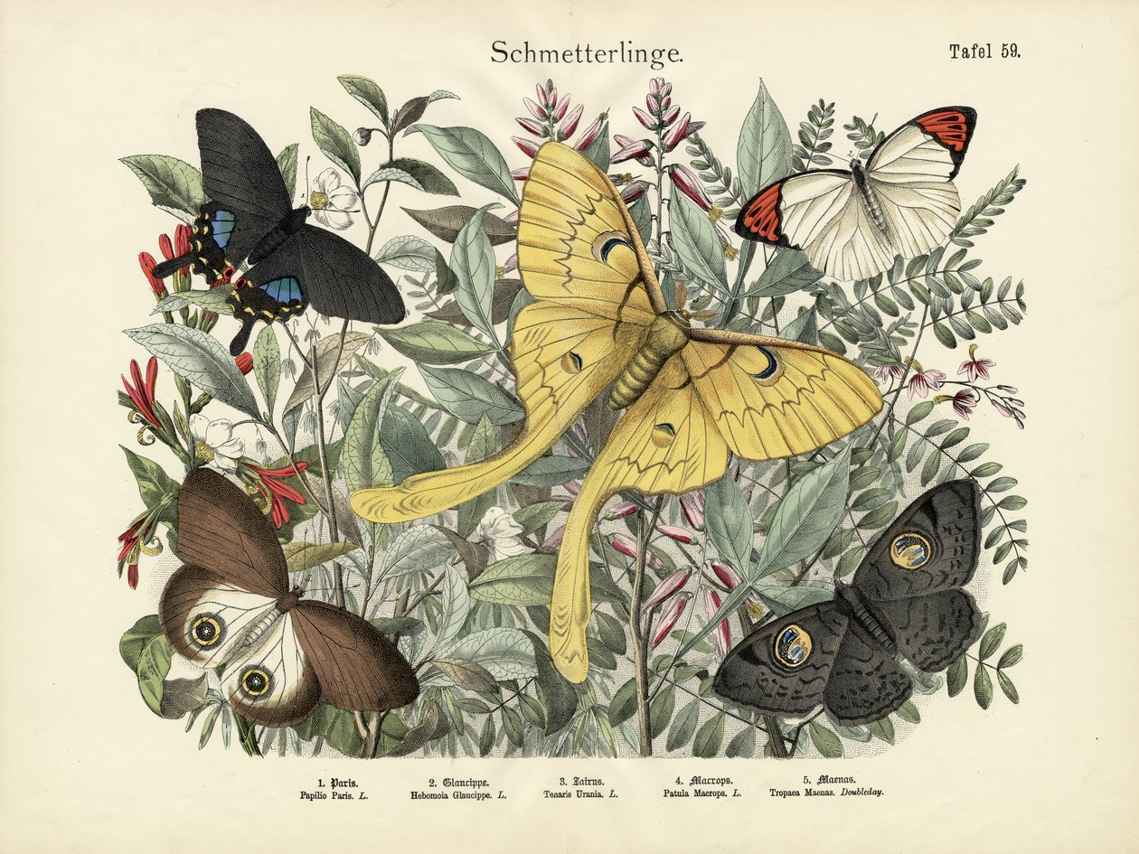 Kelebekler, c.1860 by German School