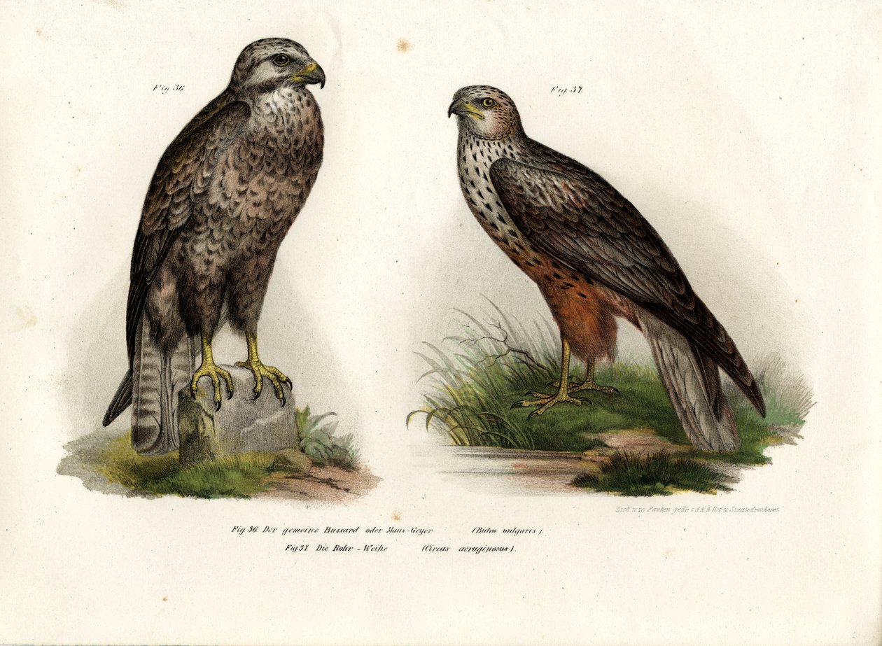 şahin, 1864 by German School