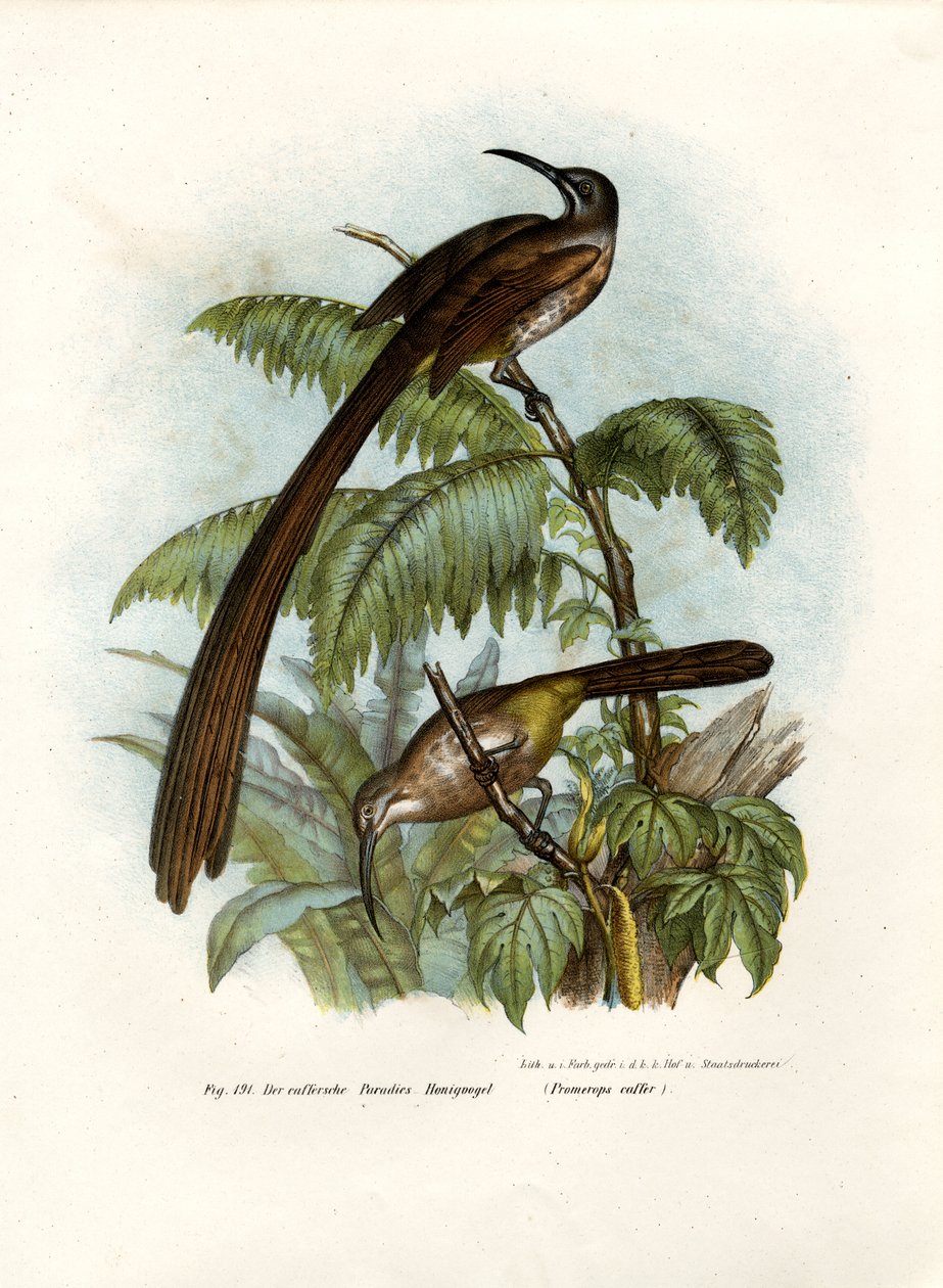 Cape Sugarbird, 1864 by German School